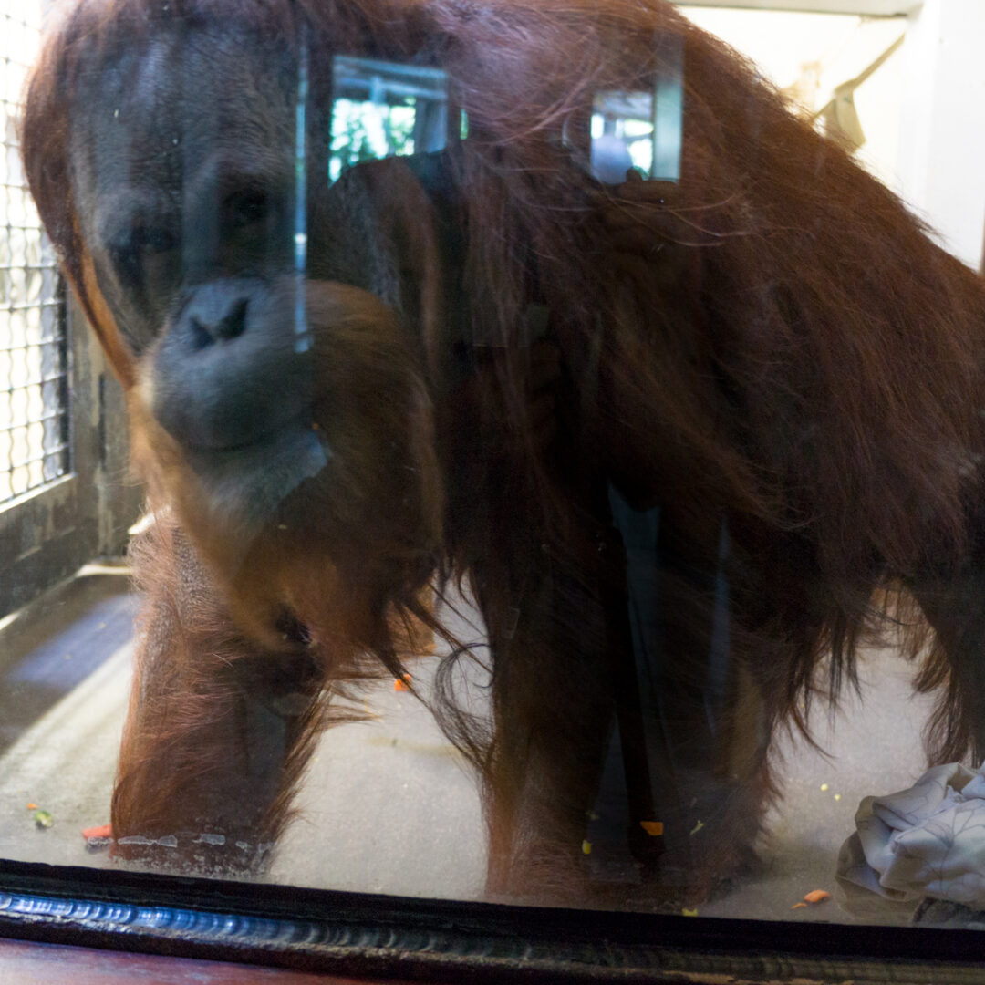 12.held.orangutan